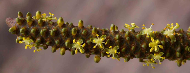 Hyphaene coriacea (Lala palm)