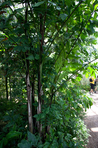 Caryota mitis (Clustered fish-tail palm)