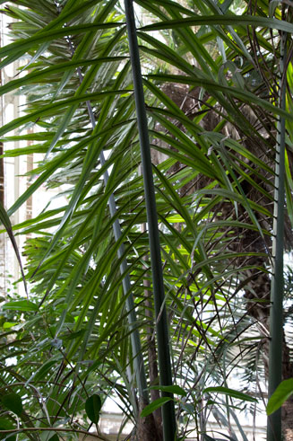 Arenga pinnata (Sugar palm)
