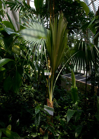 Coccothrinax argentata (Silver palm)