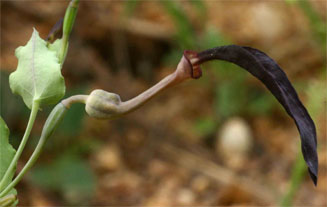 Aristolochia albida