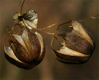 Aristolochia albida