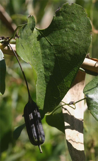 Aristolochia elegans (Calico flower, Dutchman's pipe)
