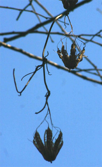 Aristolochia elegans (Calico flower, Dutchman's pipe)