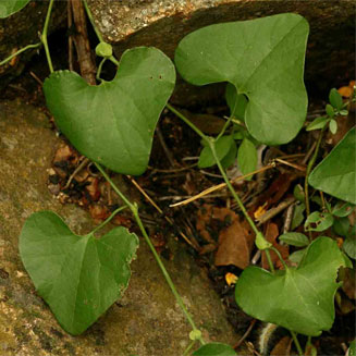 Aristolochia elegans (Calico flower, Dutchman's pipe)