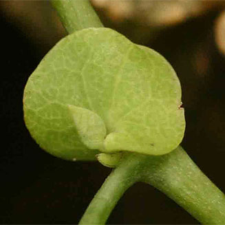 Aristolochia elegans (Calico flower, Dutchman's pipe)