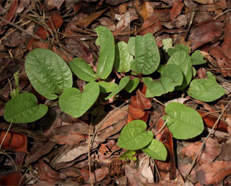 Aristolochia heppii