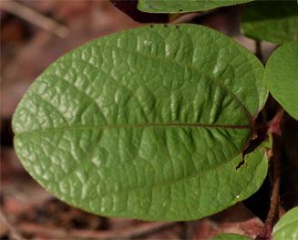 Aristolochia heppii