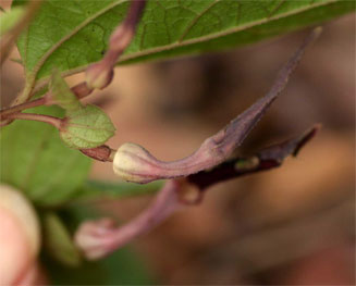 Aristolochia heppii