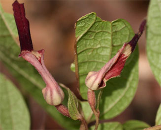 Aristolochia heppii