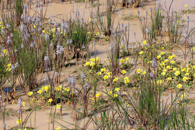 Lachenalia bachmannii