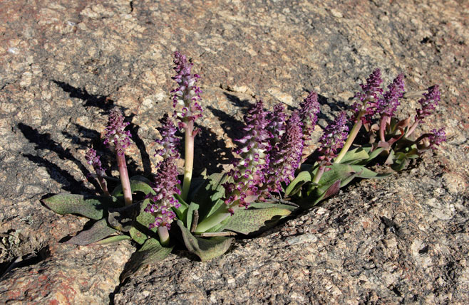 Lachenalia carnosa