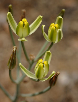 Albuca longipes