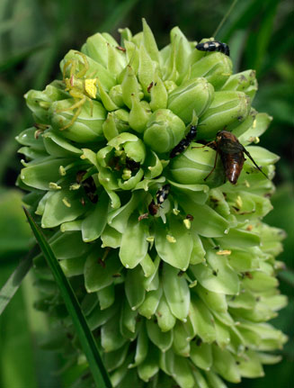 Eucomis autumnalis