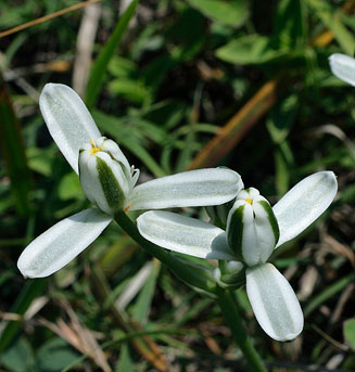 Albuca setosa