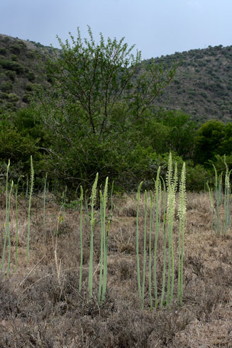 Drimia altissima