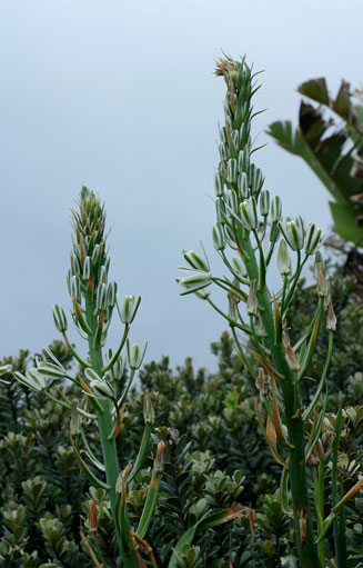 Albuca batteniana