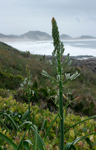 Albuca batteniana
