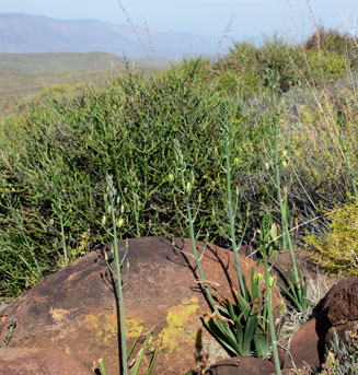 Albuca setosa