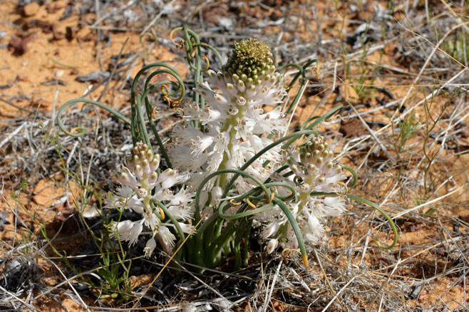 Lachenalia multifolia