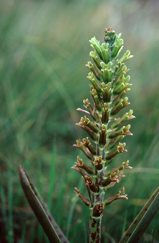 Lachenalia orchioides