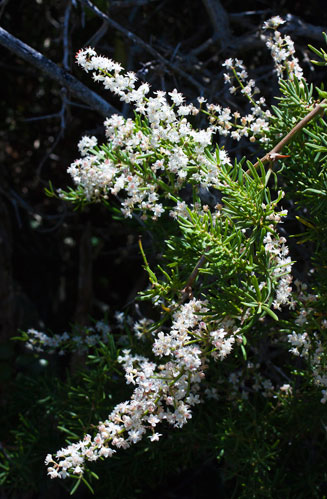 Asparagus asparagoides
