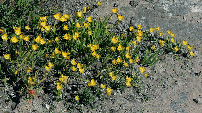 Ornithogalum maculatum