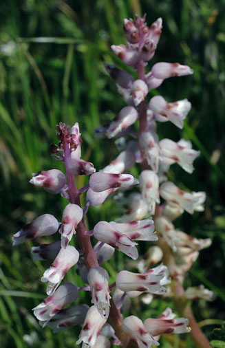 Lachenalia pustulata