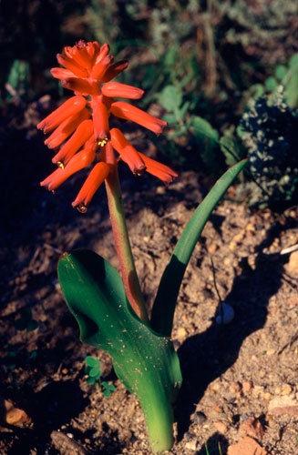 Lachenalia bulbifera