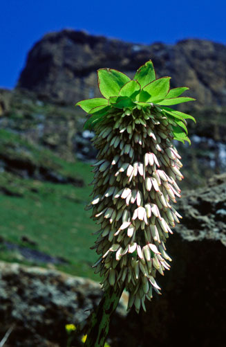 Eucomis bicolor