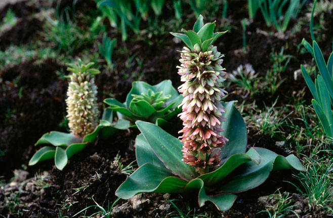 Eucomis humilis