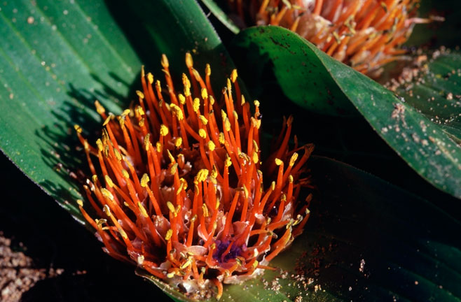 Daubenya zeyheri