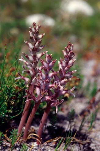 Lachenalia muirii