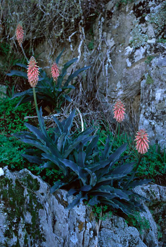 Veltheimia capensis