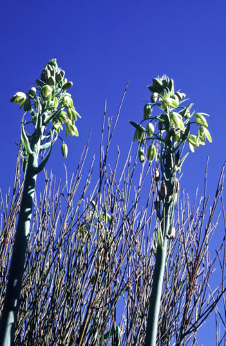 Albuca fragrans