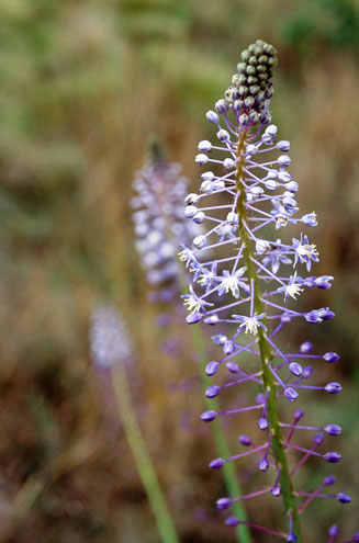 Merwilla plumbea
