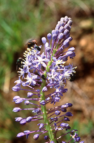 Merwilla plumbea