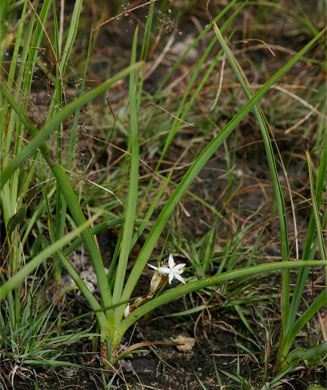Chlorophytum affine