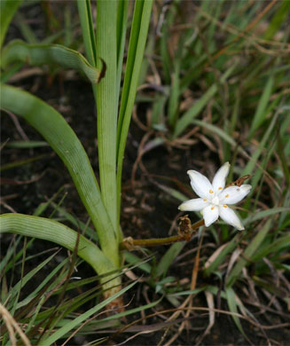 Chlorophytum affine