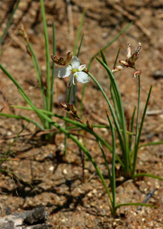 Chlorophytum anceps