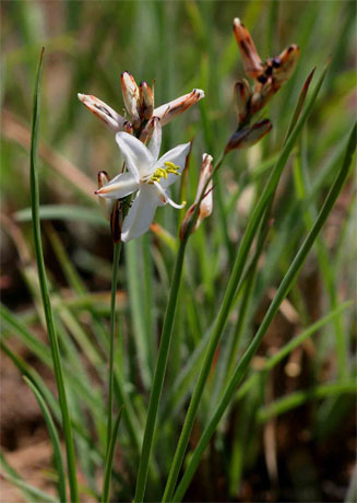 Chlorophytum anceps