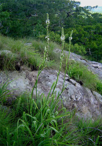 Chlorophytum bowkeri