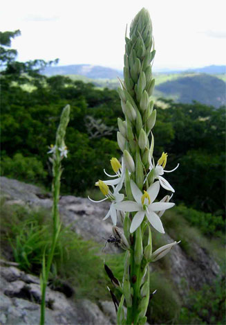 Chlorophytum bowkeri