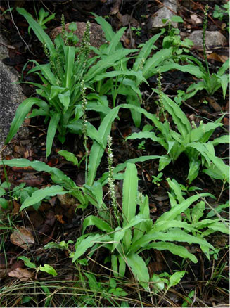 Chlorophytum brachystachyum