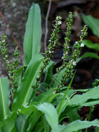 Chlorophytum brachystachyum