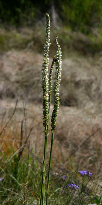 Chlorophytum colubrinum
