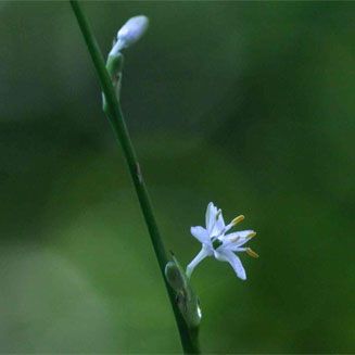 Chlorophytum comosum (Hen and chickens, Spider plant)