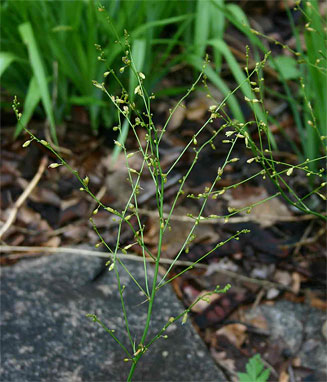 Chlorophytum polystachyum