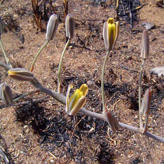 Albuca kirkii