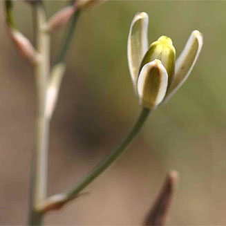 Albuca kirkii